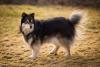 Cachorro que parece lobo Lapphund