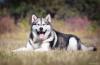 Cachorro lobo Malamute do Alasca