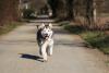 Cachorro lobo Malamute do Alasca