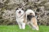 Cachorro lobo Malamute do Alasca