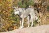 Cão-lobo-de-Saarlos