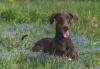 Cachorro Doberman marrom com língua de fora