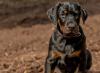 Filhote de Doberman preto olhando para frente