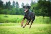 Cachorro Doberman preto pulando