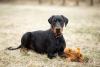 Doberman sentado na grama com pelúcia