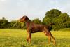 Doberman marrom de lado