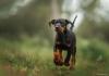 Doberman filhote andando pela floresta