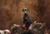 Doberman filhote entre pedras