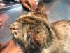 Esporotricose: gatos podem transmitir a doença para humanos