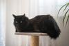 Gato Angorá preto