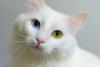 Gato Angorá branco com heterocromia