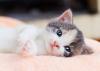 Filhote de gato deitado