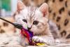 Gato filhote com varinha na boca