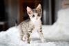 Gatinho bebê em cima da cama