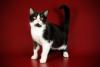Gato frajola American Shorthair