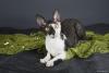 Gato frajola Cornish Rex