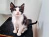 Gato frajola filhote