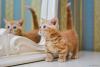 Gato Munchkin laranja