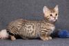 Gato Munchkin tigrado
