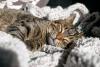 Gato malhado dormindo