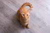Gato laranja olhando para cima