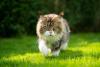 Maine Coon branco e marrom andando