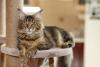 Maine Coon deitado no arranhador
