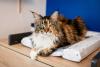 Maine Coon deitado