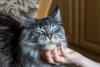 Maine Coon recebendo carinho