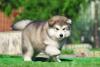 Malamute do Alasca andando ao ar livre
