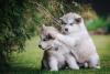 Dois Malamute do Alasca filhotes juntos