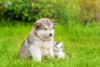 Filhote de Malamute do Alasca com gato do lado