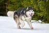 Malamute do Alasca correndo