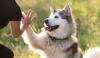 Malamute do Alasca dando a pata