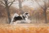 Malamute do Alasca pulando