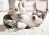 Malamute do Alasca filhote deitado no tapete
