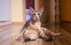 Peterbald sentado igual gente