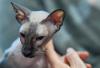 Gato Peterbald recebendo carinho