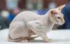 Gato Peterbald 