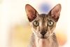 Gato Peterbald olhando sério