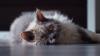 Selkirk Rex deitado no chão
