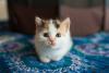 Filhote de gato tricolor olhando para frente