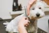 West Highland White Terrier sendo tosado