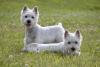 Dois cachorros West Terrier deitados ao ar livre