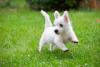 Cachorro West filhote pulando