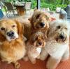 Cachorrinhos do apresentador Mion