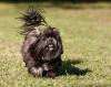 Lhasa Apso preto correndo pelo parque