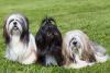 Três cachorros Lhasa Apso lado a lado