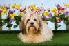 Cachorro Lhasa Apso deitado com fundo florido
