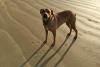 American Bandogge passeando na praia